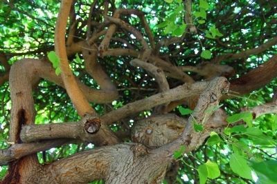 Interior of Weeping Mulberry Tree at the Park image. Click for full size.