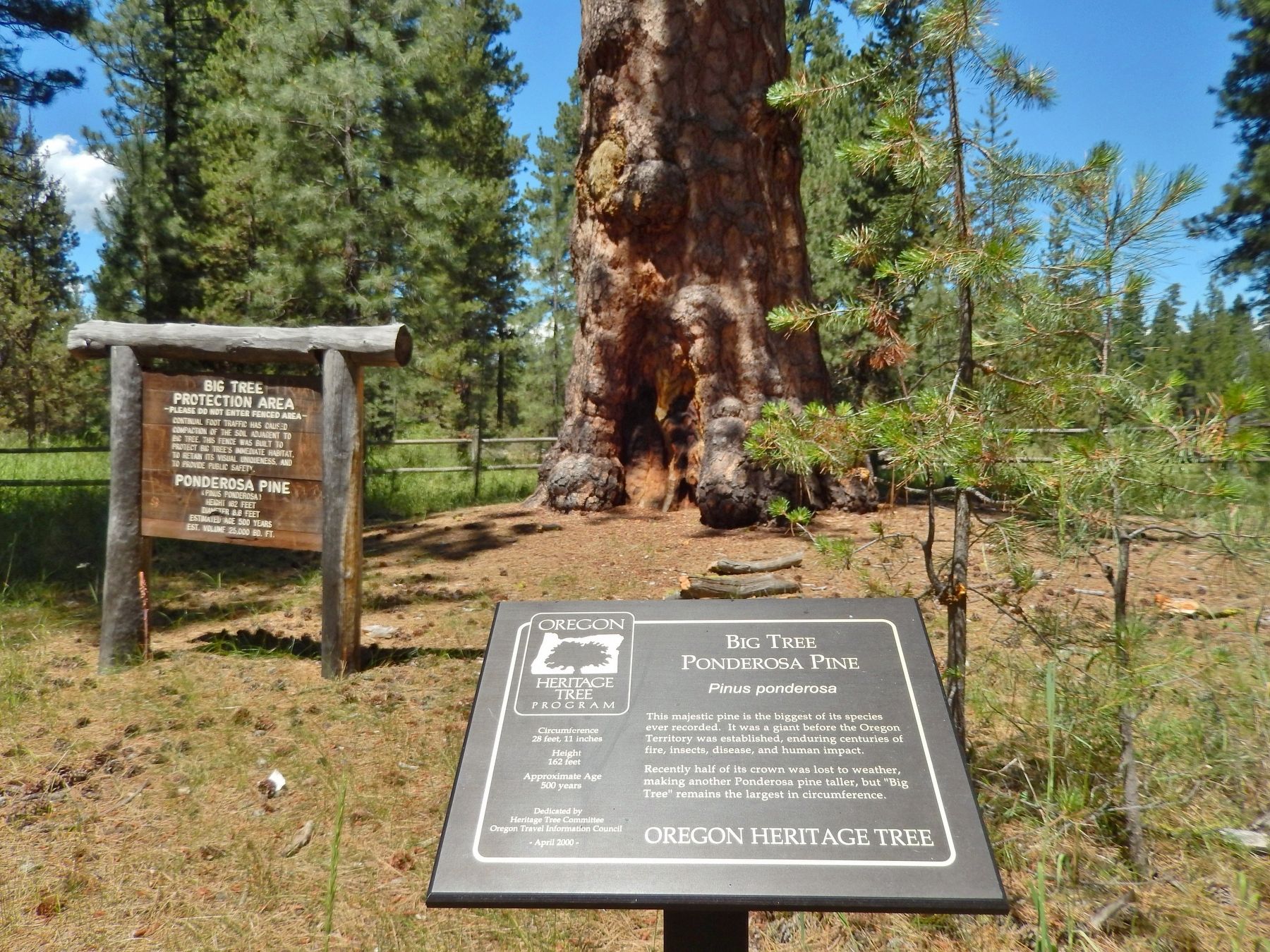 Big Tree Ponderosa Pine Marker (<i>wide view</i>) image, Touch for more information