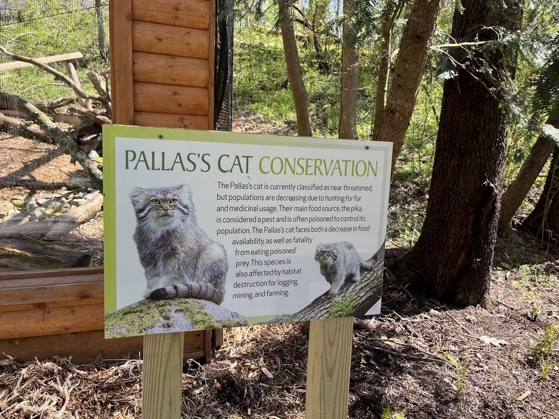 Pallas's Cat - Facts, Diet, Habitat & Pictures on