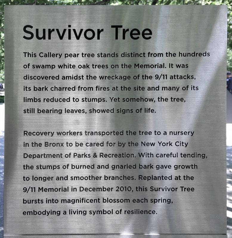 Survivor Tree Back at World Trade Center Site