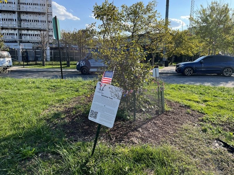 Survivor Tree Historical Marker