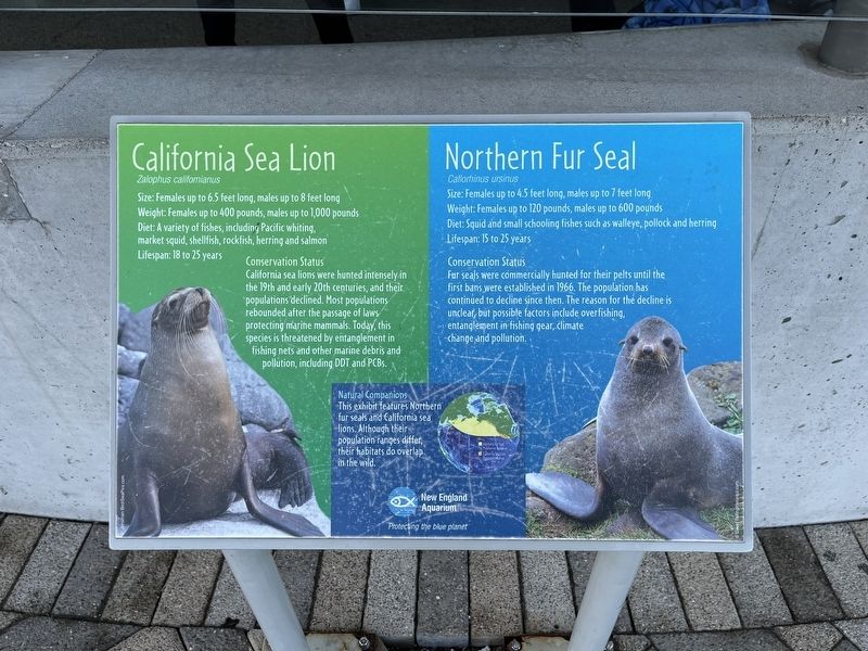 California Sea Lion / Northern Fur Seal Marker image. Click for full size.